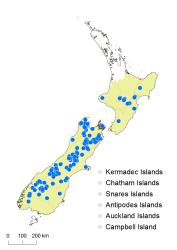 Cystopteris tasmanica distribution map based on databased records at AK, CHR & WELT.
 Image: K.Boardman © Landcare Research 2018 CC BY 4.0